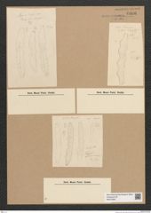 Diatomeae indet. Zeichnungen Sammlung Grunow Nr. 6606 (NHMW-BOT-W0375362)